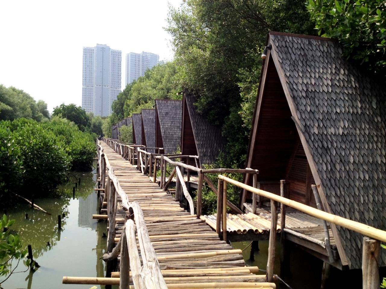 hutan mangrove